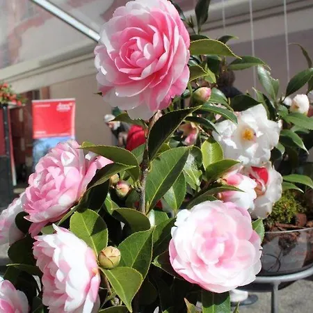 Lägenhet Del Parco 17 By Fewotessin Locarno