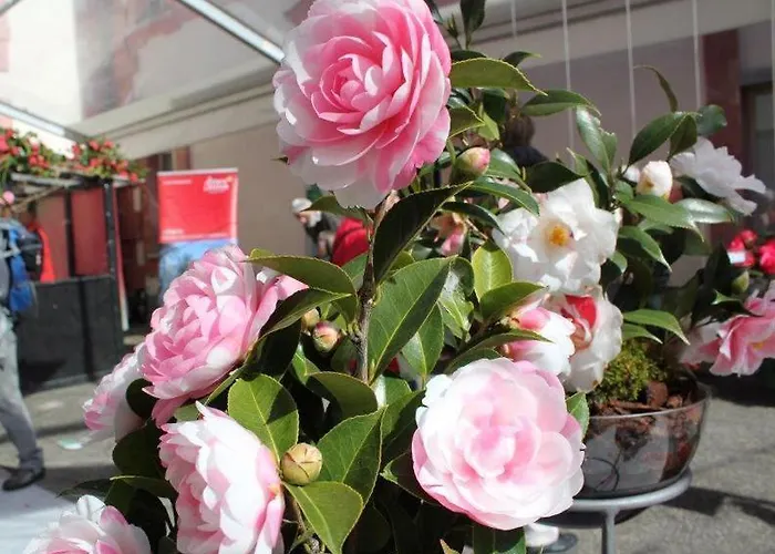 Apartment Del Parco 17 By Fewotessin Locarno